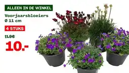 Welkoop Voorjaarsbloeiers aanbieding