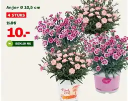 Welkoop Anjer Ø 10,5 cm aanbieding