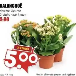 MCD Supermarkt KALANCHOË aanbieding