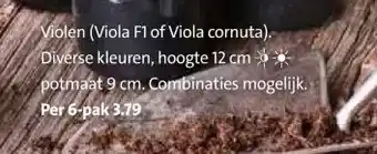 Intratuin Violen (Viola F1 of Viola cornuta). aanbieding