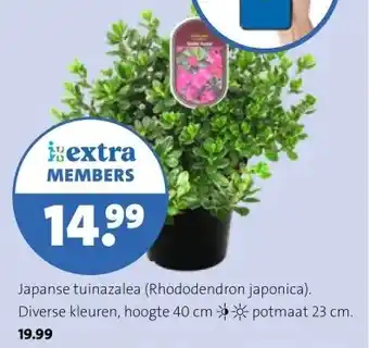 Intratuin Japanse tuinazalea (Rhododendron japonica). Diverse kleuren, hoogte 40 cm potmaat 23 cm. 19.99 aanbieding