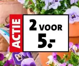 Intratuin VOL VAN VIOLEN aanbieding