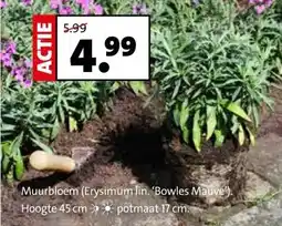 Intratuin Muurbloem (Erysimum lin. 'Bowles Mauve') Hoogte 45 cm potmaat 17 cm. aanbieding