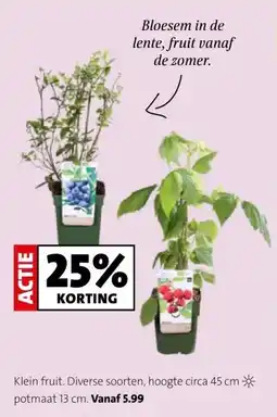 Intratuin Klein fruit. Diverse soorten, hoogte circa 45 cm- potmaat 13 cm. Vanaf 5.99 aanbieding