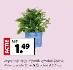 Intratuin Vergeet-mij-nietje (Myosotis sylvatica). Diverse kleuren, hoogte 25 cm aanbieding