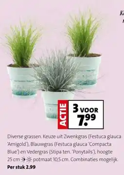 Intratuin Diverse grassen. Keuze uit Zwenkgras (Festuca glauca aanbieding