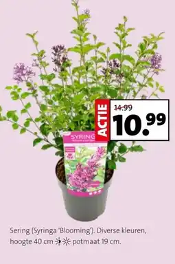 Intratuin Sering (Syringa 'Blooming'). Diverse kleuren, hoogte 40 cm potmaat 19 cm. aanbieding