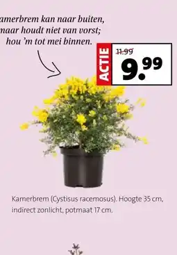 Intratuin Kamerbrem (Cystisus racemosus). Hoogte 35 cm, indirect zonlicht, potmaat 17 cm. aanbieding