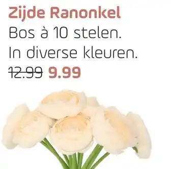 Coppelmans Ziide Ranonkel aanbieding