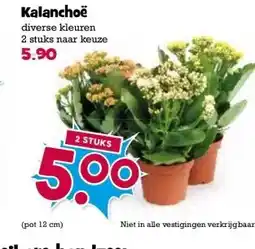 Boon`s Markt Kalanchoë aanbieding