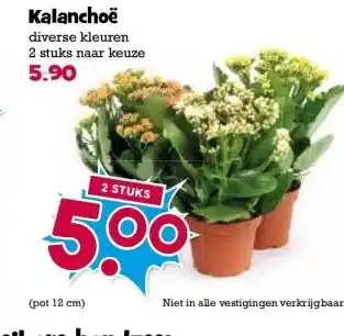 Boon`s Markt Kalanchoë aanbieding