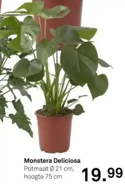 Karwei Monstera Deliciosa aanbieding