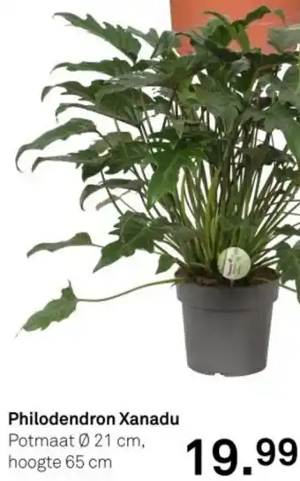 Karwei Philodendron Xanadu aanbieding