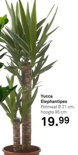 Karwei Yucca Elephantipes aanbieding