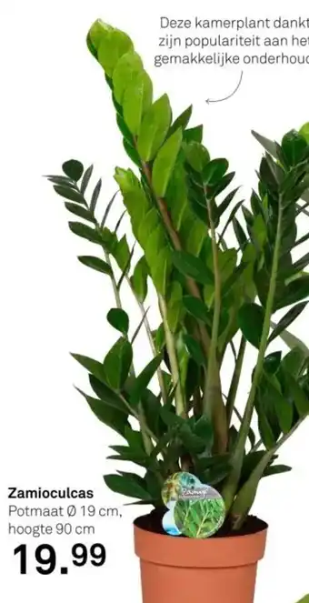 Karwei Zamioculcas aanbieding