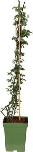 Intratuin Intratuin biologische Braam (Rubus fruticosus 'Black Satin') D 23 H 100 cm aanbieding