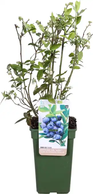 Intratuin Biologische Blauwe bes (Vaccinium corymbosum 'Reka') D 23 H 100 cm aanbieding