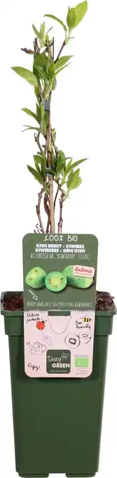 Intratuin Intratuin biologische Kiwibes (Actinidia arguta 'Issai') D 23 H 100 cm aanbieding