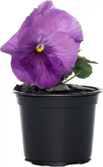 Intratuin Viooltjes (Viola cornuta) D 9 cm aanbieding