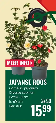 GroenRijk Japanse roos aanbieding