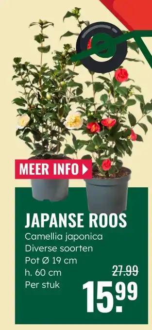 GroenRijk Japanse roos aanbieding