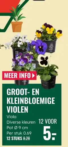 GroenRijk Groot en kleinbloemige violen aanbieding