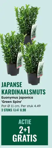 GroenRijk Japanse kardinaalsmuts aanbieding