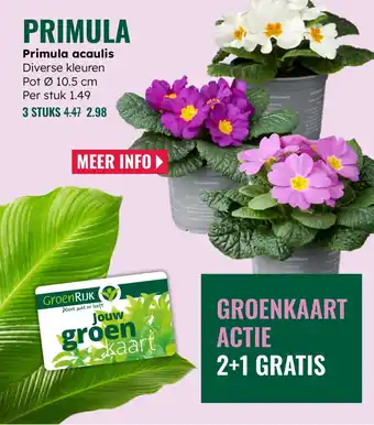 GroenRijk Primula acaulis aanbieding