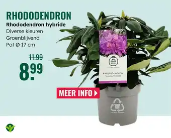 GroenRijk Rhododendron hybride aanbieding