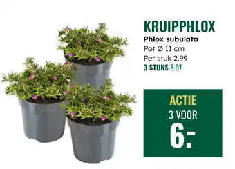 GroenRijk Phlox subulata aanbieding