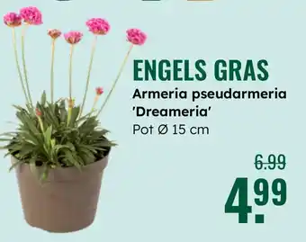 GroenRijk Engels Gras aanbieding