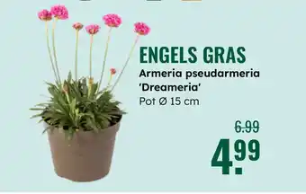 GroenRijk ENGELS GRAS aanbieding