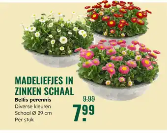 GroenRijk Bellis perennis aanbieding