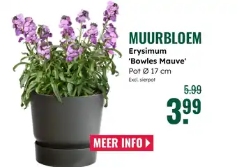 GroenRijk Muurbloem Erysimum 'Bowles Mauve aanbieding