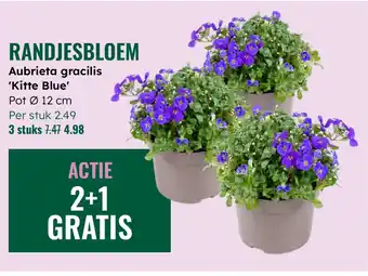 GroenRijk Randjesbloem Aubrieta gracilis Kitte Blue aanbieding