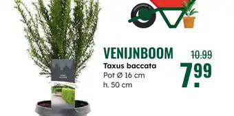 GroenRijk Venijnboom Taxus baccata aanbieding