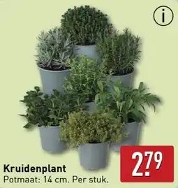 ALDI Kruidenplant aanbieding