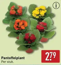 ALDI Pantoffelplant aanbieding