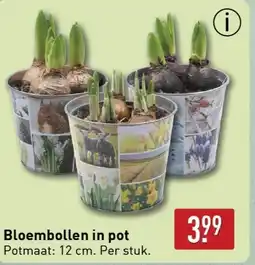 ALDI Bloembollen in pot aanbieding