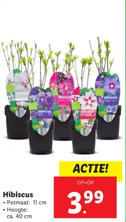 Lidl Hibiscus aanbieding