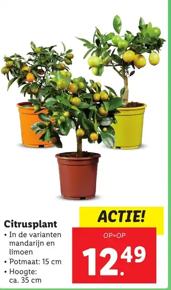 Lidl Citrusplant aanbieding