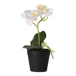 Van Cranenbroek Phalaenopsis in pot wit 25x15cm aanbieding