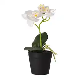 Van Cranenbroek Phalaenopsis in pot wit 25x15cm aanbieding