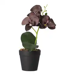 Van Cranenbroek Orchidee in pot zwart perzik rood 3 ass aanbieding