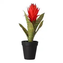 Van Cranenbroek Bromelia in pot 32cm 3ass aanbieding