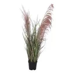 Van Cranenbroek Gras plume 60cm aanbieding