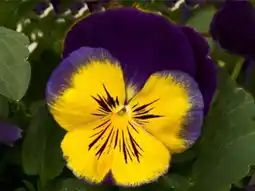 Intratuin Viooltje (Viola F1) sixpack geel blauw D 9 H 10 cm aanbieding