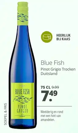 Mitra Blue Fish aanbieding