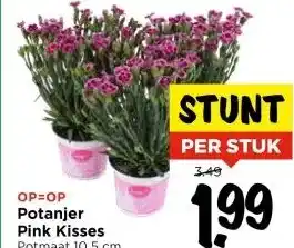 Vomar Voordeelmarkt Potanjer Pink Kisses Potmaat 10,5 cm aanbieding