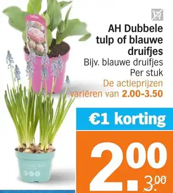 Albert Heijn AH Dubbele tulp of blauwe druifjes aanbieding